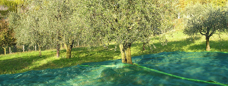 Сеть урожая маслин и лиственных фруктов